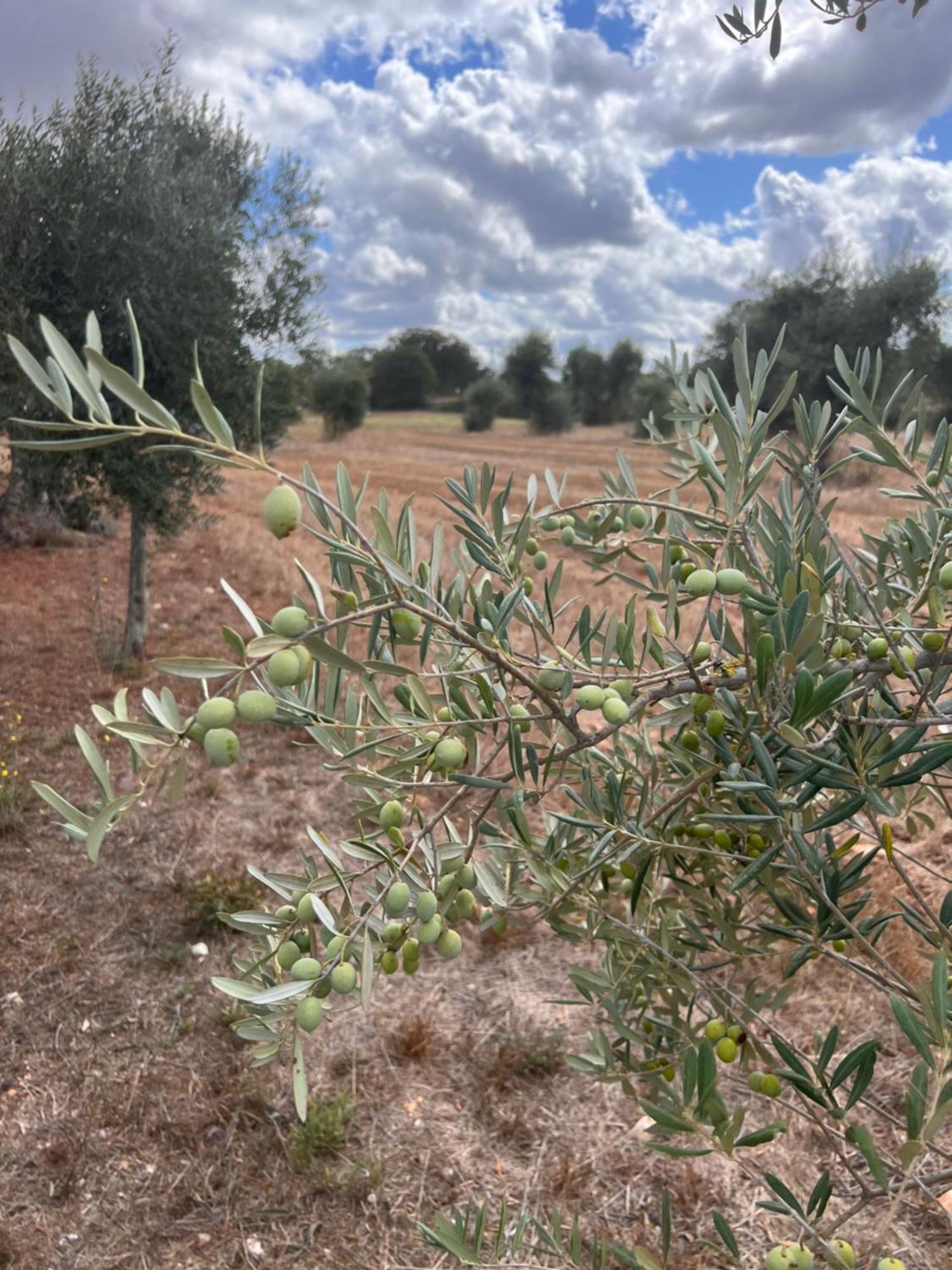Masseria Battaglini Martina Franca Exteriér fotografie
